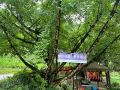 -西岭雪山大飞水景区