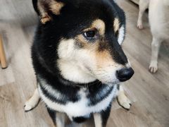 -柴迷FANS CLUB·柴犬狗咖·猫咖