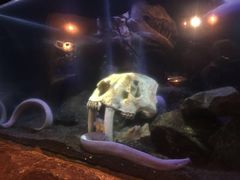 -悉尼海洋生物水族馆