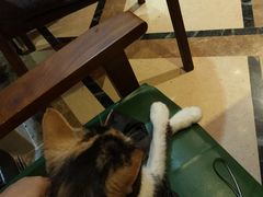 -猫色咖啡·猫咖