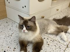 -猫域·湾主题猫咖·宠物吧(南坪城市广场店)