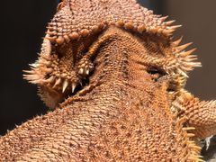 -帕帕拉兹宠物(亚洲旗舰店)