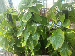 -慢丽江·云南野生菌土鸡锅(西山店)