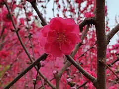 -玫瑰庄园·自助烧烤·烤全羊·团建拓展(龙泉山店)