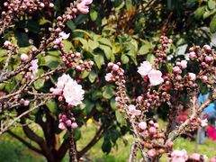 -南汇桃花村