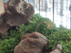 -水之惠鲜鱼料理(王府大街店)