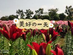 -花博汇(知音花月夜)