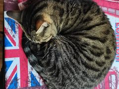 -这儿没有猫·猫咖萌宠馆·撸猫