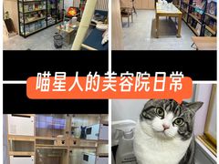 -山宅一喵德文卷毛猫舍