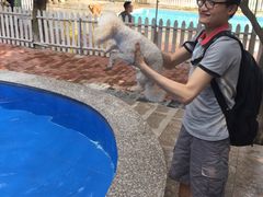 -良成狗狗乐园