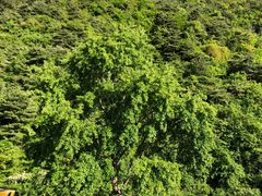 -王顺山国家森林公园