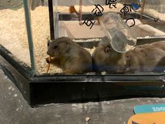 -zoonana室内动物园(东方福来德店)