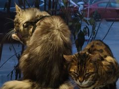 -豆逗聊愈猫阁Easy Life