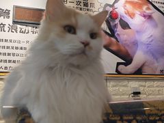 -平行世界·猫咖(首经贸店)