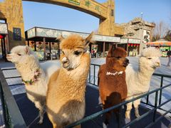 -北京野生动物园