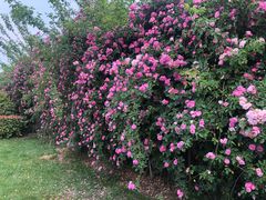-桃花岛景观公园