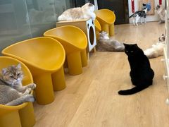 -有喵·猫咖·狗咖·30几只猫10只小狗(岗厦店)
