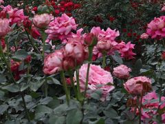 -人民公园(罗湖区)