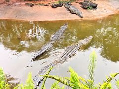 -海南热带野生动植物园