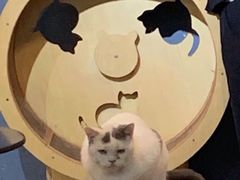 -more than meow吴止猫主题餐厅(承德 中船汇店)