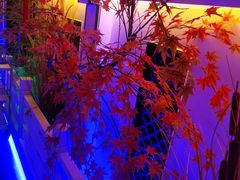 -庭院江南菜•烤鸭•非遗传承(丰台总部基地店)