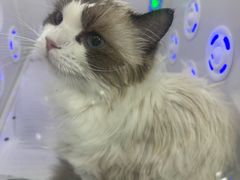 -爱洗澡的猫(天河路店)