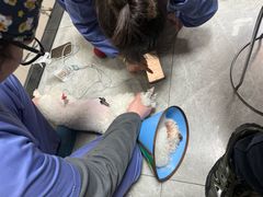 -半岛宠物医院24小时·内窥镜·牙科·碎石中心(府城大道店)