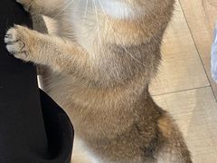 -Let's go狗咖·猫咖·奶狗·桌游(春熙路IFS店)