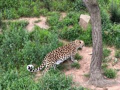 -西霞口神雕山野生动物世界
