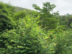 -梅岭月亮湾山体公园
