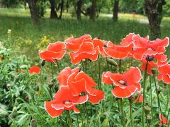 -国家植物园南园