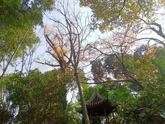 -秋霞圃