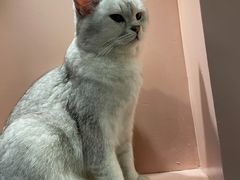 -猫儿山۰猫主题餐厅