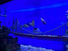 -太平洋海底世界