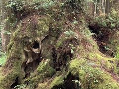 -阿里山神木遗迹