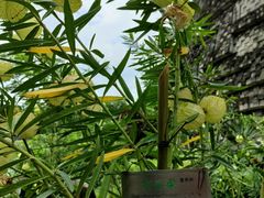 -广州神农草堂中医药博物馆