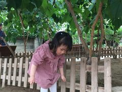 -上海都市菜园