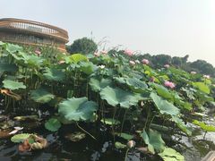 -荷塘月色湿地公园·向阳花洲