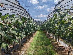 -马陆小张葡萄园农家乐