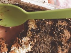 巧克力蛋糕中的不明线体-仟吉KenGee(建文店)