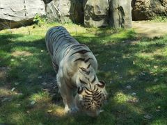 -北京野生动物园