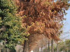 -上海长兴岛郊野公园