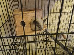 -平行世界·猫咖(首经贸店)