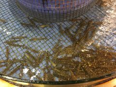 -渔人码头(中南店)