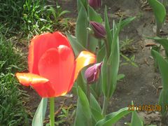 红色与紫色郁金香-长春公园(普阳街道)