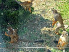 -大连森林动物园