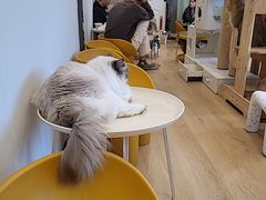 -有喵·猫咖·狗咖·40+猫狗有小奶狗(岗厦店)