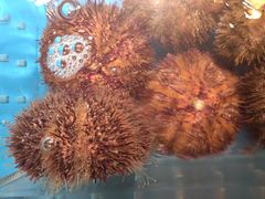 -徐记海鲜·家宴(南油永新汇店)