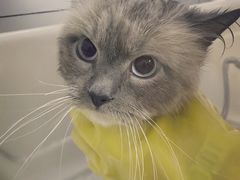 -猫十亿·布偶金渐层·曼基康矮脚猫舍(青年路店)
