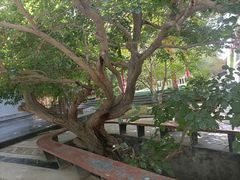 -哈密回王府景区